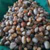 Indian Agate Tumbles 10mm-20mm, 20mm-50mm Indian Agate